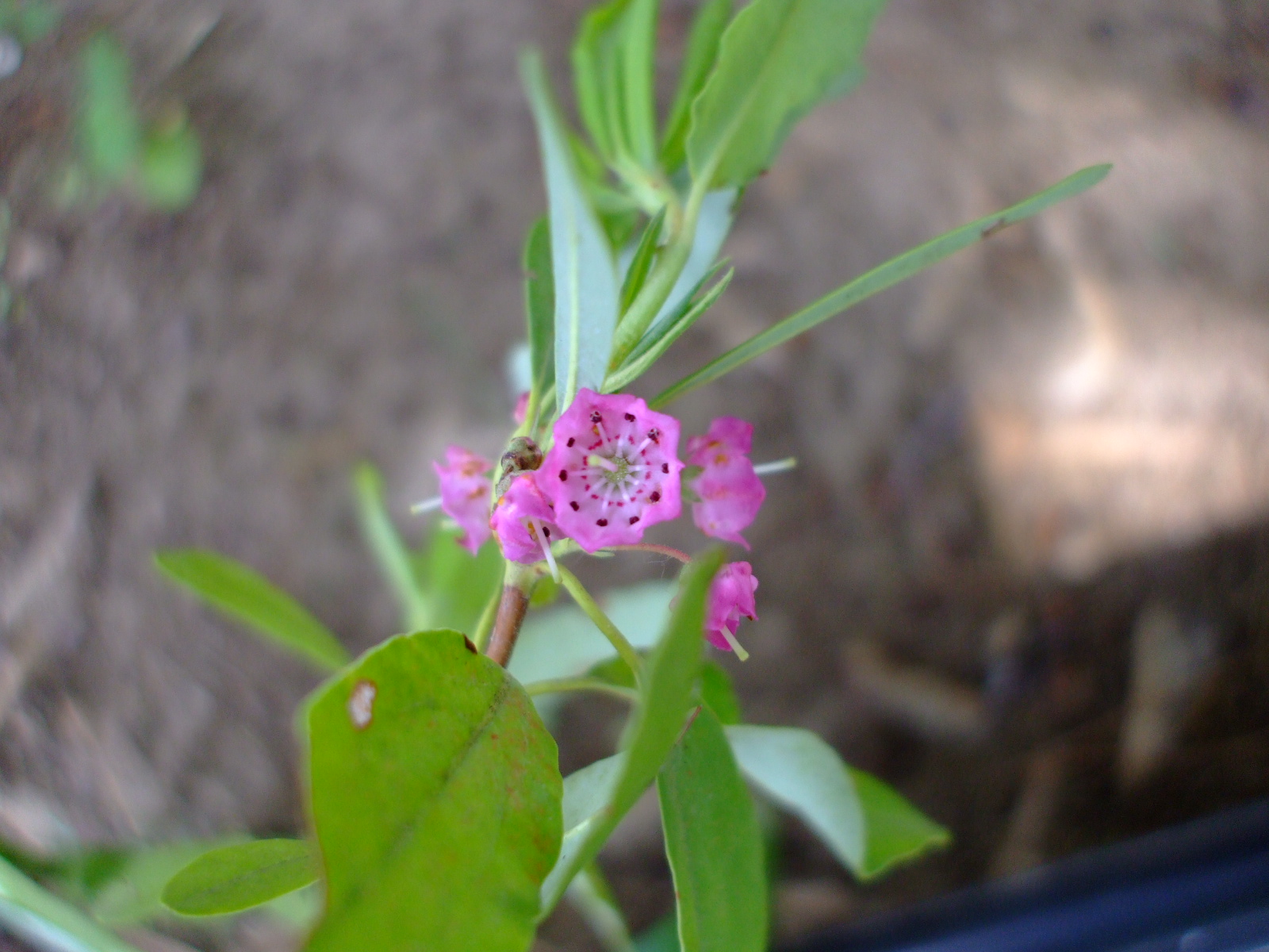 Kalmia angustifolia